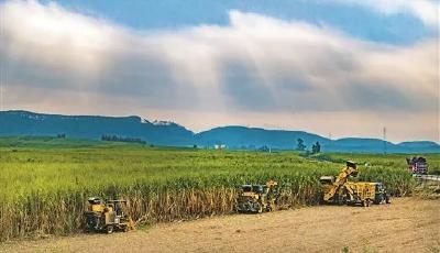 时政微观察丨推进乡村全面振兴是“三农”工作总抓手