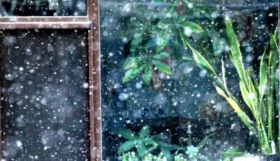 終于，青島的雪來了！瑞雪映襯下的青島宛若童話世界