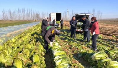 暖心助農(nóng)！青島愛心企業(yè)采購10噸白菜送進(jìn)社區(qū)