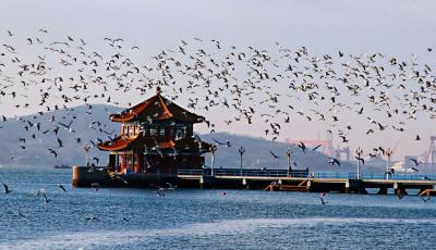 青島：從日新月異到宜居宜業(yè) 