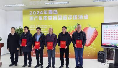 草莓優(yōu)劣怎么看？聽聽青島品鑒評優(yōu)專家這樣說