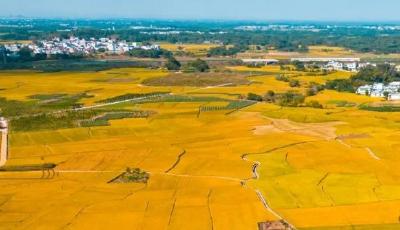 啥是“买青山”合同？最高法权威解读！