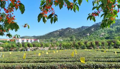 生態(tài)模式種植畝增優(yōu)質(zhì)茶5%！青島成功創(chuàng)建5家市級生態(tài)茶園