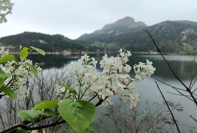 第四批山东省红色文化特色村培育名单公布，青岛这两个村入选