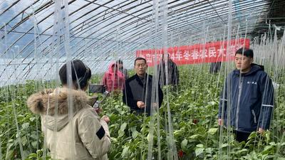 线上直播传经送宝！农技专家面对面支招寒潮天气设施蔬菜管理