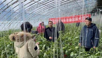 線上直播傳經(jīng)送寶！農(nóng)技專家面對(duì)面支招寒潮天氣設(shè)施蔬菜管理