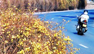 现场 | “春姑娘”来啦！ 报春使者次第绽放