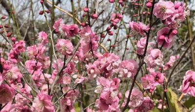 清明小長(zhǎng)假出行 文化和旅游部提醒游客要注意這四點(diǎn)→