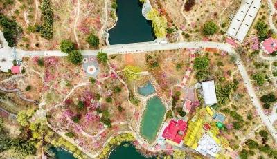 第二十四届青岛梅花节3月22日启幕  3大板块14项活动精彩纷呈