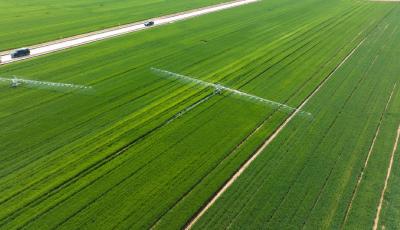 青岛：350余万亩小麦“一喷三防”全覆盖