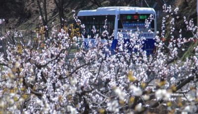 坐上“开往春天的最美巴士” 感受青岛城阳巴士的春日浪漫