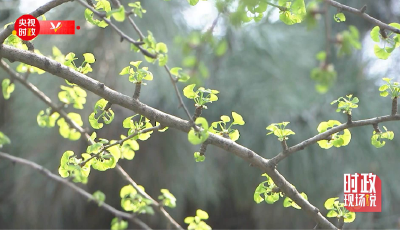 時政現場說丨植樹添新綠 不負好時節