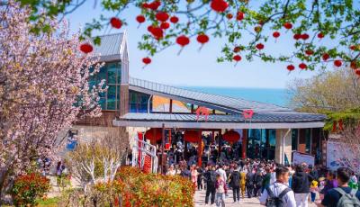 嶗山區(qū)文旅“串珠成鏈”！清明假期日均迎客15萬人次