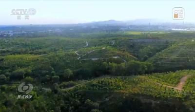 焦点访谈丨全民植树增绿 共建美丽中国