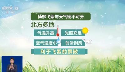 飛絮從哪來？為何此時(shí)多？做到這四點(diǎn)遠(yuǎn)離惱人飛絮  