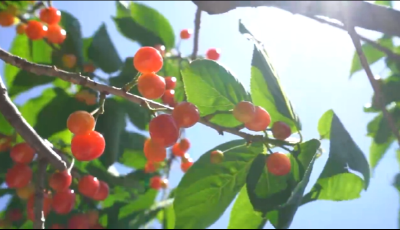 “樱”你而来！青岛农品的甜蜜邀约——“网红农品 四季直播”走进崂山北宅樱桃节