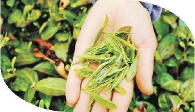 “一葉”變“多業(yè)”，看魯茶的N種可能  