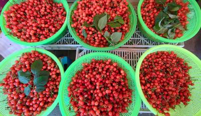 紅彤彤、甜蜜蜜！本地櫻桃大量上市