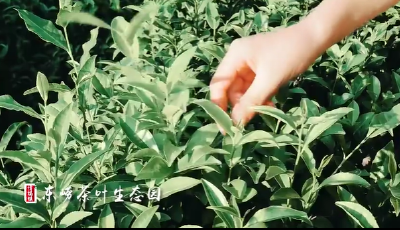 青島市城陽區(qū)：藏在山水里的惜福鎮(zhèn)