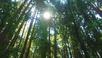 青島萊西市大疃村：養(yǎng)殖金蟬巧致富 拓寬鄉(xiāng)村振興路
