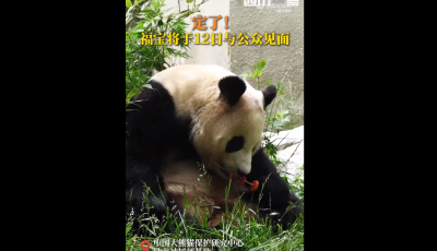 定了！福寶將于12日與公眾見(jiàn)面
