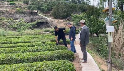 青岛市首家！崂山区两家茶企产品荣获生态低碳茶认证
