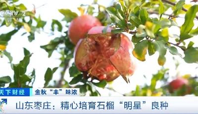 “小石榴”撬動“大產(chǎn)業(yè)”！這里的石榴全產(chǎn)業(yè)鏈年產(chǎn)值近40億元