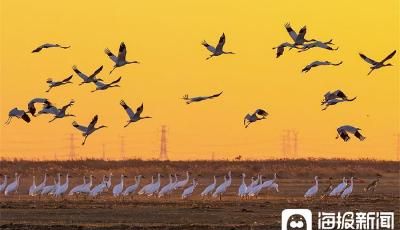 見證——光影里的新中國丨“鳥類的國際機場”：黃河口濕地生態(tài)奇觀