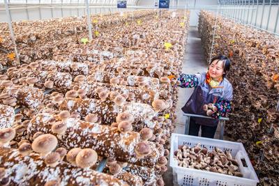 前三季度实现生产总值528亿元 莱西奋力谱写中国式现代化实践新篇章