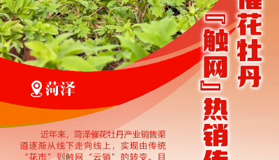 新春走基層｜催花牡丹“觸網(wǎng)”熱銷傳遞春意