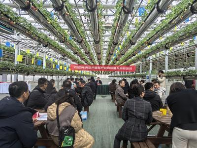 青岛“小草莓”撬动“大产业”