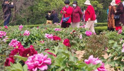 青島中山公園牡丹盛放，市民共赴賞花盛宴