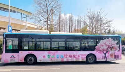 邀您共赴浪漫之约！青岛206路“樱花巴士”上线