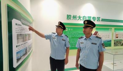 科技育种赋能传统产业 胶州大白菜变身 “金疙瘩”