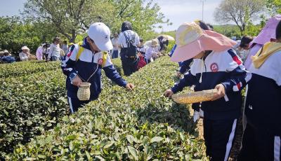 “跟着校车去研学” 青岛温馨校车打造“崂山茶文化”研学线路