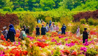 “五一”鄉村旅游熱力十足 青島鄉村振興片區游客同比增長46.52%