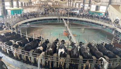 为10万吨生鲜牛乳提供风险保障 青岛这一案例首次获评全国典型