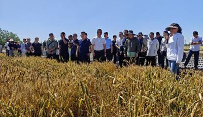青岛农技专家研发主推集成绿色防控技术 5年示范推广1200余万亩