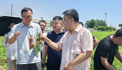 青岛胡萝卜种植打通全程机械化“最后一公里”
