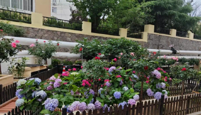 “栽下一片綠，溫暖鄰里情”！青島76個“鄰里微花園”扮靚社區(qū)