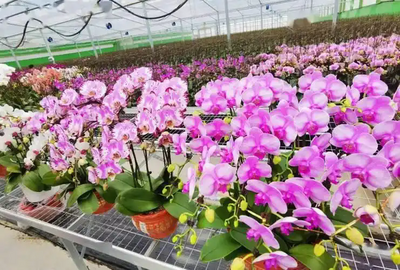 青岛苗木破局“三化”转型： 跨境首单撬动出口 精细化布局提速