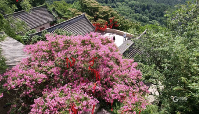 傳承綠色文化遺產(chǎn)，嶗山這棵樹齡超600年的紫薇古樹“火了”！