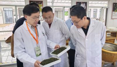 青岛市绿茶炒制大赛在西海岸新区火热开赛