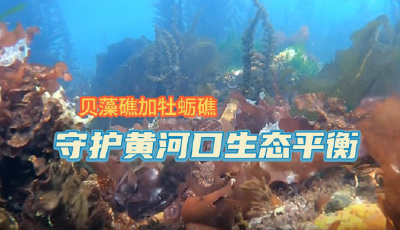 海上新山東 | 貝藻礁加牡蠣礁 守護黃河口生態平衡