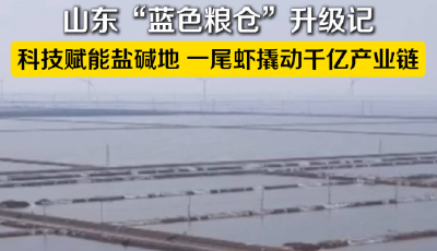 海上新山東 | 科技賦能鹽堿地 一尾蝦撬動千億產業鏈