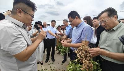 全國花生大面積豐產優質關鍵技術培訓班在青島舉辦