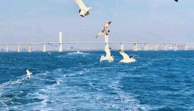 青島兩條“海上穿橋”航線今日首航 最低19.9元可賞膠州灣三重景