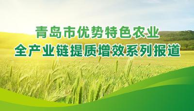 向“新”而生  “青島菜”趟出農業強市建設新路徑