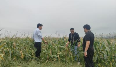 西海岸新区张家楼街道：统筹调配 打响“三秋”生产一线攻坚战