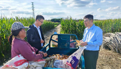 太平洋产险青岛分公司闻“汛”而动全链发力护航“三秋”农业生产